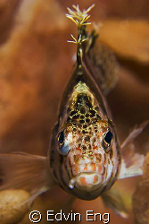 You looking at me? Taken in Anilao with Canon G9, Inon Z2... by Edvin Eng 